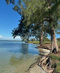 a tree on the shore of a body of water at Suíte Praia Seca com ar condicionado in Araruama +3 photos