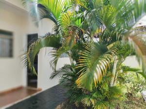 a palm tree sitting on top of a balcony at Quarto privativo no Bairro Santa Mônica in Uberlândia