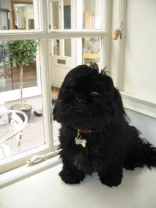 Pet or pets staying with guests at Crown Hotel 