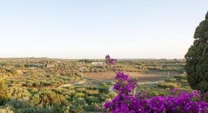 Blick auf ein Feld mit lila Blumen in der Unterkunft Casa Leralora - Elegante villa con piscina, a due passi dal mare in Conversano