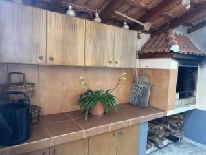 a plant sitting on a counter in a kitchen at Casa Mary Bela's in Ponta do Sol +20 photos