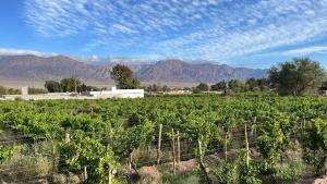 a field of vines with mountains in the background at Cabañas Boutique La Soñada in Fiambalá