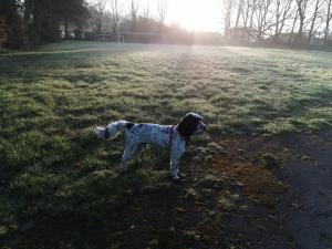 ein schwarz-weißer Hund, der auf einem Feld steht in der Unterkunft Globe Apartments in Glastonbury