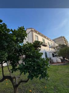 a white house with a tree in front of it at Villa Astrea in Torre Annunziata