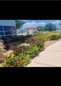 Fotografie z fotogalerie ubytování Lisa ocean front v destinaci Portmore