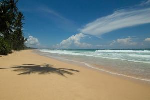 a palm tree on a beach with the ocean at Ruwan home stay in Habaraduwa