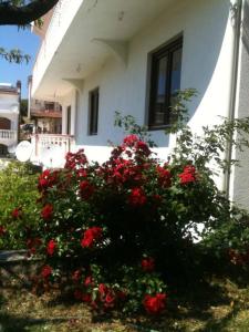 a bush of red roses in front of a house at Fimi Apartments in Ulcinj