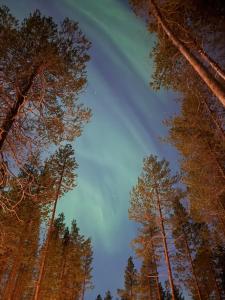 a view of the sky through a group of trees at Holiday home in the middle of nature in Kemijärvi +5 photos