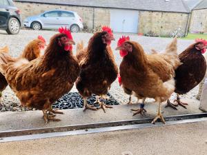 a group of chickens standing next to each other at Lettoch Farm in Dufftown