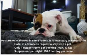 a dog laying on the floor in a room at Hotel Balcón de Europa in Nerja