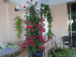 two christmas trees with red roses on a wall at Angela Hotel in Agia Marina Aegina