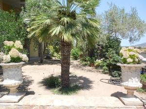 a palm tree in a garden with two vases at B&B Andalas in Olbia