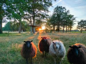 Animales en el bed and breakfast o alrededores