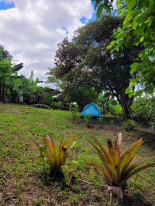 zwei Pflanzen im Gras mit einem Zelt im Hintergrund in der Unterkunft Nosso Quintal Candeias - Camping in Conceição do Mato Dentro
