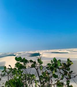 a view of a sandy beach with a plant in the foreground at Estadia in São Luís