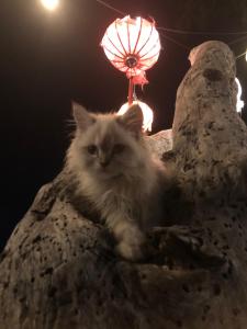 a white cat is sitting in a rock with a lamp at La Bohème in Gili Air
