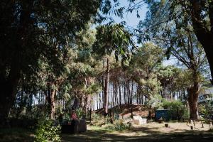 グアズビラにあるCasa del Bosque a pasos del Marの草木林