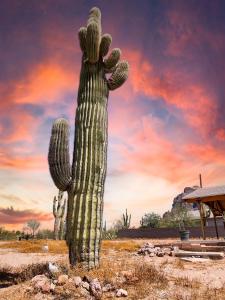 a cactus in a field with a sunset in the background at Boulder Apache Junction in Apache Junction