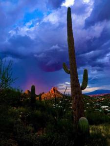 a group of cacti and a saguutic at Boulder Apache Junction in Apache Junction