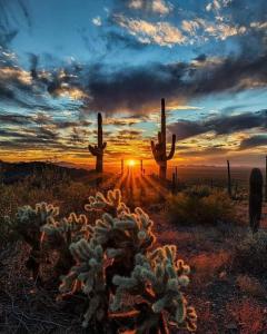 a sunset in the desert with cacti in the foreground at Boulder Apache Junction in Apache Junction