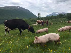 a group of cows and pigs grazing in a field at Mountain cabin Skoldungbu in Vang I Valdres