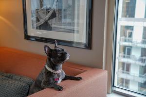 和主人一起入住Homewood Suites by Hilton Chicago West Loop Fulton Mkt Area的宠物