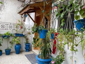 a bunch of potted plants inront of a building at Casa Zitouna - Guest House - Kef, Tunisia in Sicca Veneria