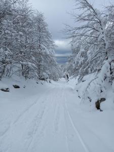 a road covered in snow with trees on it at Appartement Place des Eaux Bonnes in Eaux-Bonnes