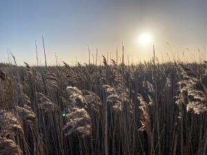 a field of tall grass with the sun in the background at Ferienwohnung West in Fehmarn