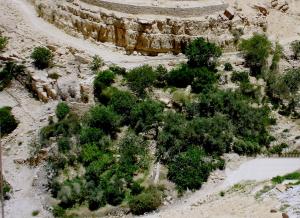 an overhead view of a dirt road with trees at WaterMill House in Wadi Musa