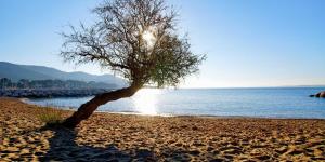 a tree on a sandy beach near the water at Chez Jaggy in Carqueiranne