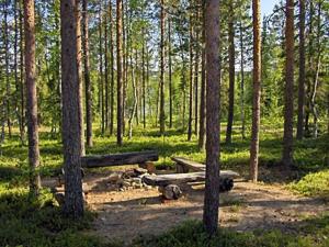 a group of picnic tables in a forest with trees at Kelosix in Vuostimo