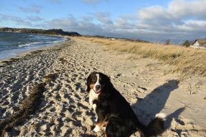 a dog sitting on the sand on a beach at Ferienhaus Schäferhund in Thiessow