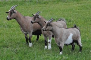 four goats standing in a field of grass at Haus im Apfelgarten 1 in Fehmarn