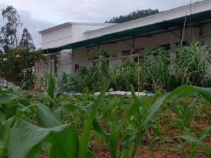 a field of plants in front of a building at Homestay Vạn Hưng in Vạn Ninh
