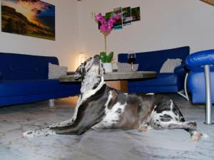 Domácí mazlíčci ubytovaní s hosty v ubytování Ferienwohnung Schlossblick Schillingsfürst
