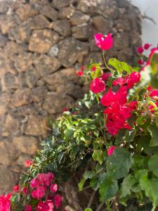 Zahrada ubytování Oasis en Lanzarote