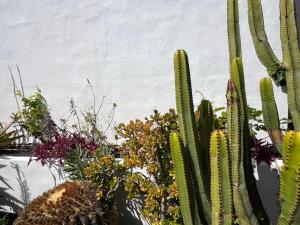 Zahrada ubytování Oasis en Lanzarote