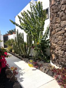 Zahrada ubytování Oasis en Lanzarote