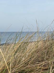 una spiaggia con un po' di erba alta e l'oceano di Ferienhaus 1 a Fehmarn