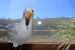 un oiseau debout sur un rebord de fenêtre à côté d'une plante dans l'établissement Haus Alice - Segatz 36/2, à Westerland