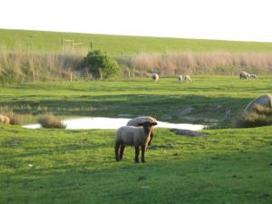 a herd of sheep grazing in a grassy field at Haus Halligblick, Ferienwohnungen am Wattenmeer, Whg Hamburger Hallig in Dagebüll