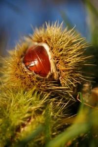 a close up of a piece of food in a plant at Ferienwohnung im Haus Texel II in Rablà +5 photos