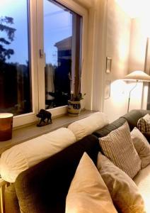 a cat standing in a living room looking out a window at Ferienhaus Lameng in Schotten +17 photos