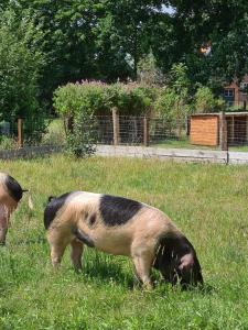 Zvířata v apartmánu nebo okolí