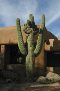 Fotografie z fotogalerie ubytování Bposhtels Scottsdale in Arizona v destinaci Scottsdale