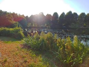 a view of a pond with the sun reflecting on the water at Ferienhaus "Kleinod" in Boizenburg