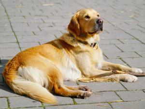 un cane steso a terra su un marciapiede di mattoni di Mittagsgold a Colmberg Altre 5 foto