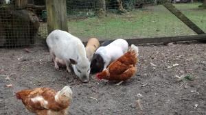 Un grupo de cerdos y pollos de pie en la tierra. en Waldgasthof Röckers-Ferienwohnung Hahnenkrai, en Meppen
