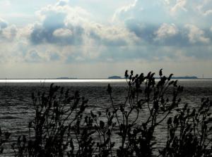 einen Blick auf einen Wasserkörper mit einer Pflanze in der Unterkunft Haus Halligblick, Ferienwohnungen am Wattenmeer, Whg Oland in Dagebüll